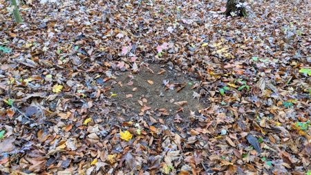 Ohio Hunting Properties for Sale - image 3