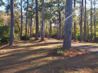 3 Bed/3 Bath Home, 85 Acres, Liberty, Amite Co, MS - image 21