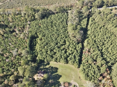 3 Bed/3 Bath Home, 85 Acres, Liberty, Amite Co, MS - image 27