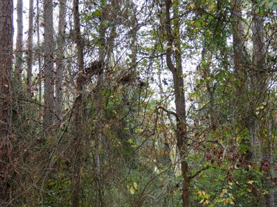 Holly Lake Ranch, Texas Golf Course Lot - Wood County Tx - image 5