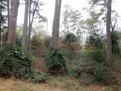 Holly Lake Ranch, Texas Golf Course Lot - Wood County Tx - image 2
