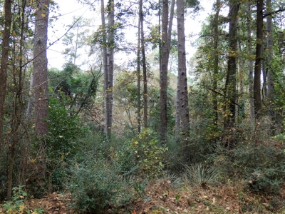 Holly Lake Ranch, Texas Golf Course Lot - Wood County Tx - image 7