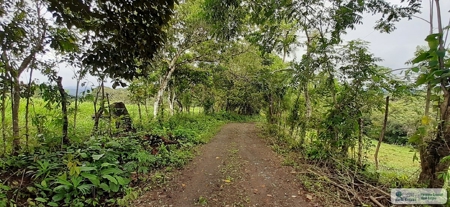 77 Hectares Farm For Sale In Chepo Panama - image 13