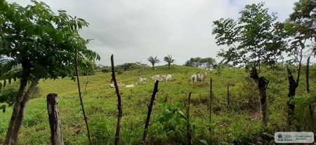 77 Hectares Farm For Sale In Chepo Panama - image 12