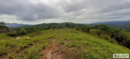 77 Hectares Farm For Sale In Chepo Panama - image 16