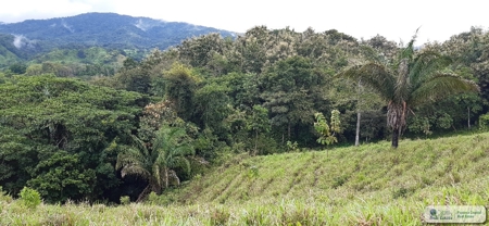 77 Hectares Farm For Sale In Chepo Panama - image 15