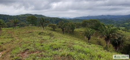 77 Hectares Farm For Sale In Chepo Panama - image 17