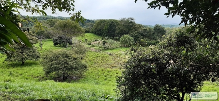 77 Hectares Farm For Sale In Chepo Panama - image 6