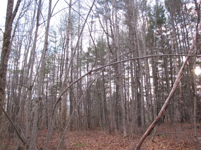 Land for Sale in Glenburn - image 4