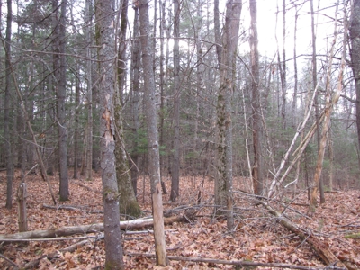 Land for Sale in Glenburn - image 11