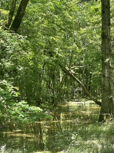 Hunting Property for Sale in Central Arkansas Near Sheridan - image 33
