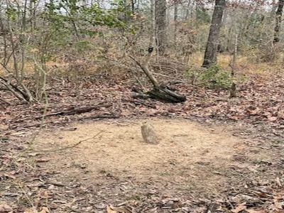 Hunting Property for Sale in Central Arkansas Near Sheridan - image 22