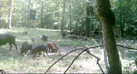 Hunting Property for Sale in Central Arkansas Near Sheridan - image 4
