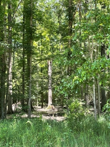 Hunting Property for Sale in Central Arkansas Near Sheridan - image 29