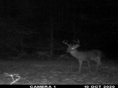 Hunting Property for Sale in Central Arkansas Near Sheridan - image 6