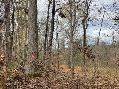 Hunting Property for Sale in Central Arkansas Near Sheridan - image 9