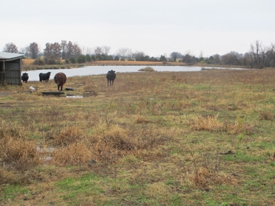 Home and 60 acres plus additional 20 and 43 acres at Auction - image 17