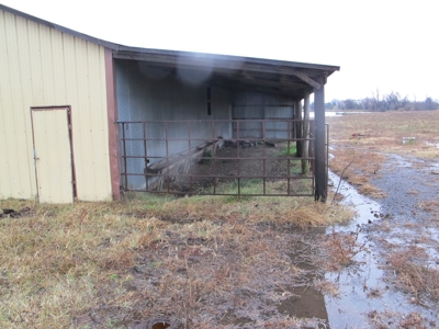 Home and 60 acres plus additional 20 and 43 acres at Auction - image 15