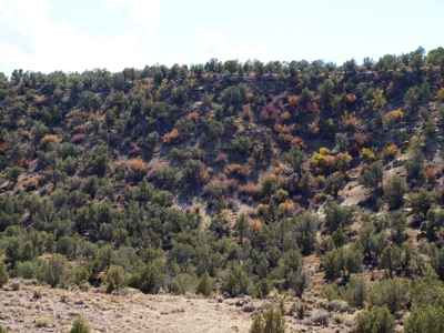Recreational Land For Sale in Western Colorado - image 11