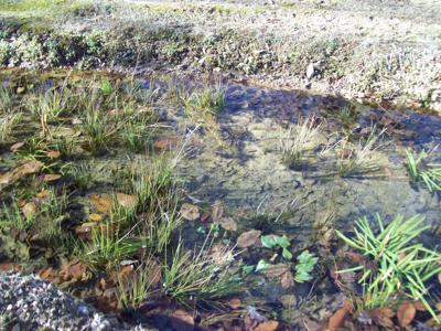 Country Home with an Artesian Well - image 23