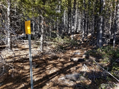 13+ Acres That Borders National Forest - image 5