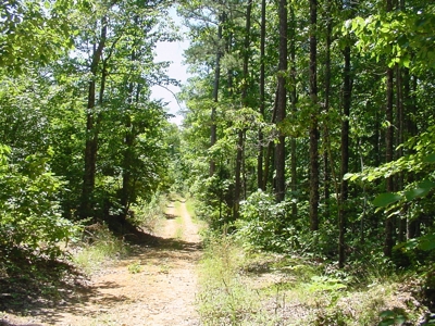 SALE PENDING! Tennessee Woods Spring Deer Turkey Hunt Land - image 1