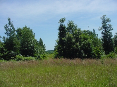 SALE PENDING! Tennessee Woods Spring Deer Turkey Hunt Land - image 3