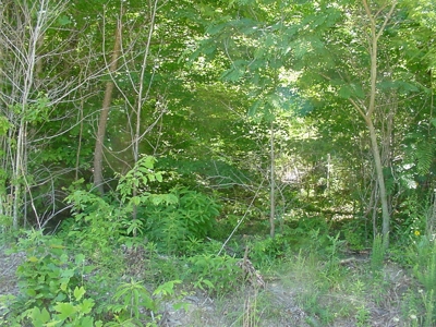 SALE PENDING! Tennessee Woods Spring Deer Turkey Hunt Land - image 7