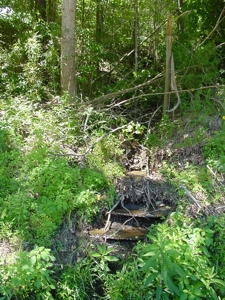 SALE PENDING! Tennessee Woods Spring Deer Turkey Hunt Land - image 8