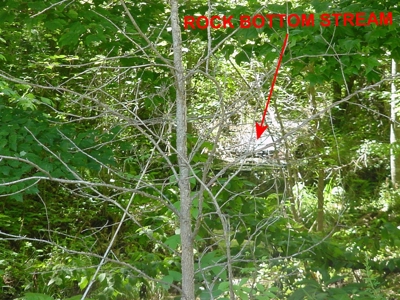 SALE PENDING! Tennessee Woods Spring Deer Turkey Hunt Land - image 6