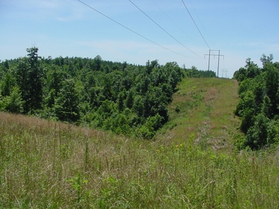 SALE PENDING! Tennessee Woods Spring Deer Turkey Hunt Land - image 2