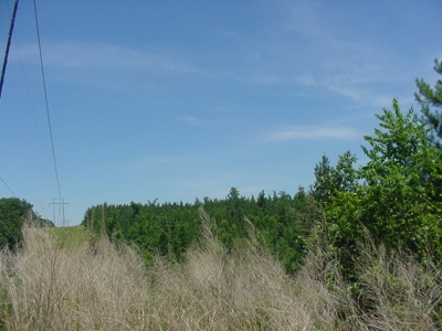 SALE PENDING! Tennessee Woods Spring Deer Turkey Hunt Land - image 4