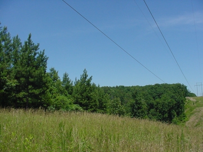 SALE PENDING! Tennessee Woods Spring Deer Turkey Hunt Land - image 5