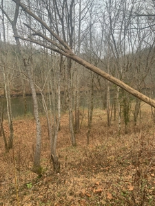 Accepted Offer - Monkey Bluff Rd, Burkesville, Kentucky - image 11