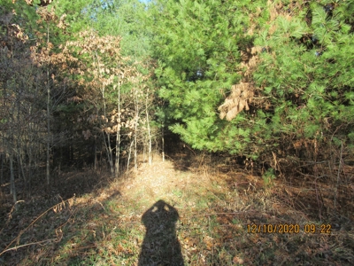 Land for Sale in Willis VA - image 3