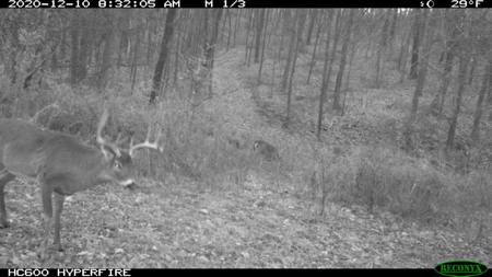 Whitetail Wonderland For Sale in Southwestern Wisconsin - image 18