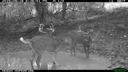 Whitetail Wonderland For Sale in Southwestern Wisconsin - image 16