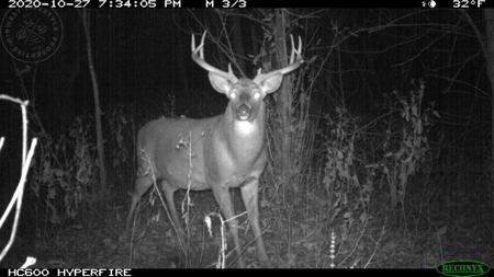 Whitetail Wonderland For Sale in Southwestern Wisconsin - image 1