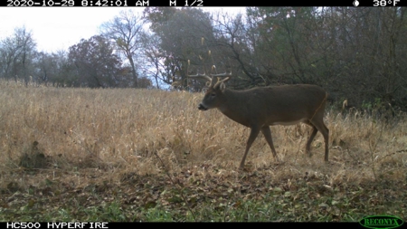 Whitetail Wonderland For Sale in Southwestern Wisconsin - image 17