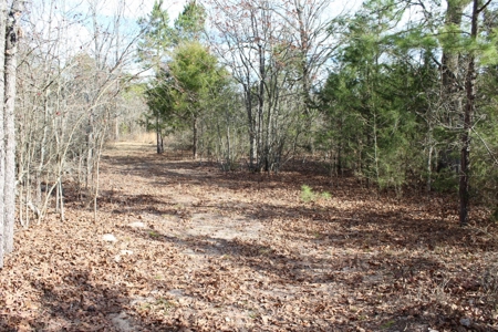 8 Wooded Acres Off Grid Rv East Texas Wood County Winnsboro - image 11