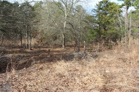 8 Wooded Acres Off Grid Rv East Texas Wood County Winnsboro - image 8