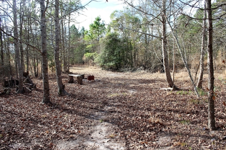 8 Wooded Acres Off Grid Rv East Texas Wood County Winnsboro - image 1