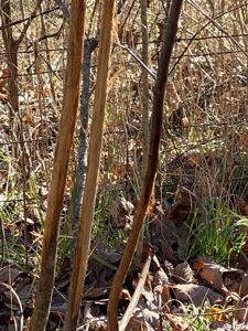 Ozark Missouri Hunting Whitetail Turkey Springs For Sale - image 5