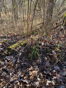 Ozark Missouri Hunting Whitetail Turkey Springs For Sale - image 4