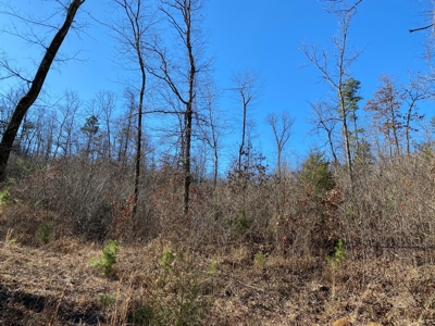 Ozark Missouri Hunting Whitetail Turkey Springs For Sale - image 2