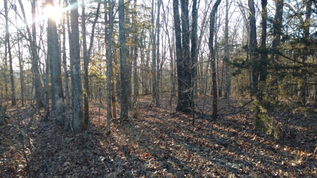 Missouri Hunting, Recreational River Land For Sale - image 3