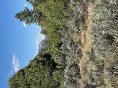 Northern NM Mountain Land for Sale Tierra Amarilla NM - image 7