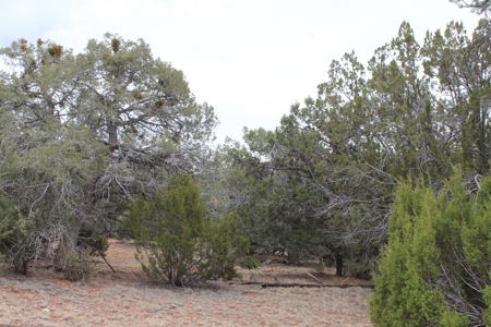 Mountain Land near National Forest Great for Camping! - image 1