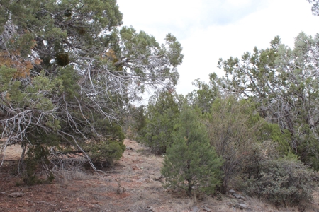 Mountain Land near National Forest Great for Camping! - image 4