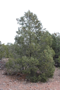 Mountain Land near National Forest Great for Camping! - image 3